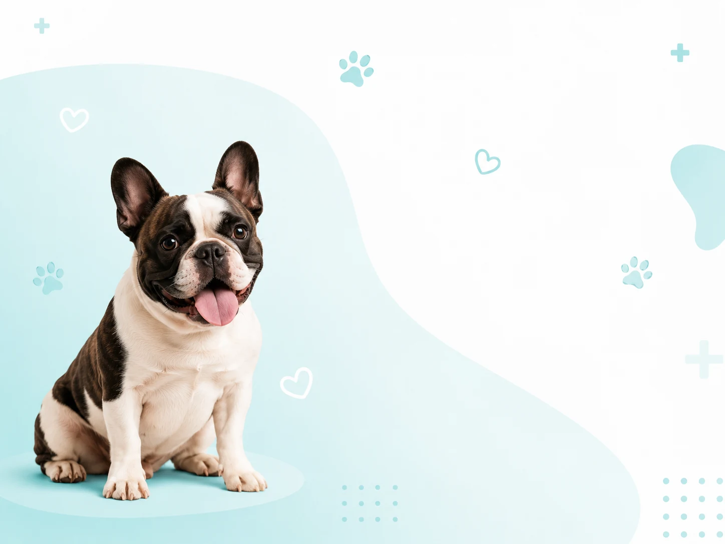 Bulldog francés feliz