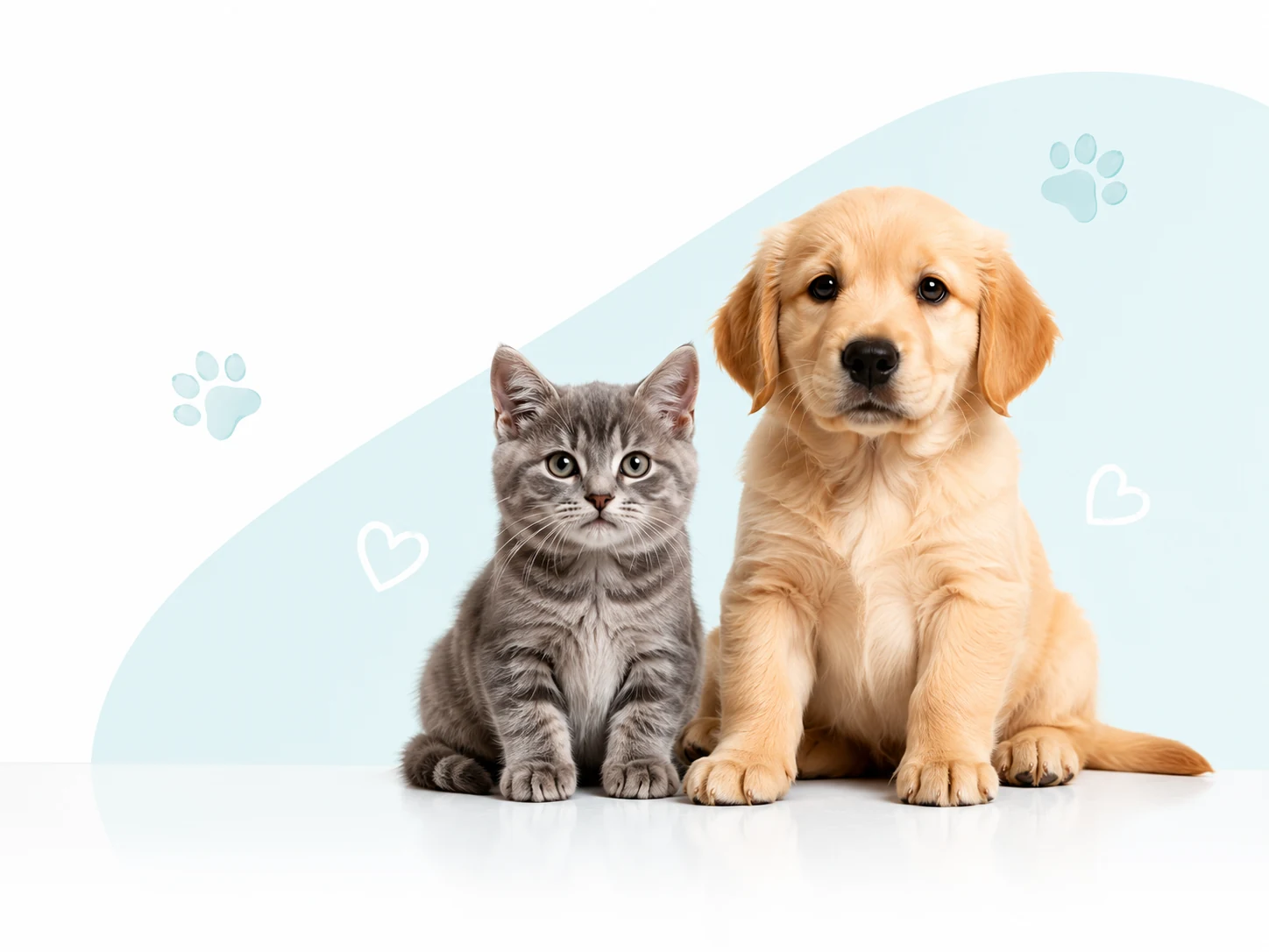 Cachorro y gatito sentados juntos